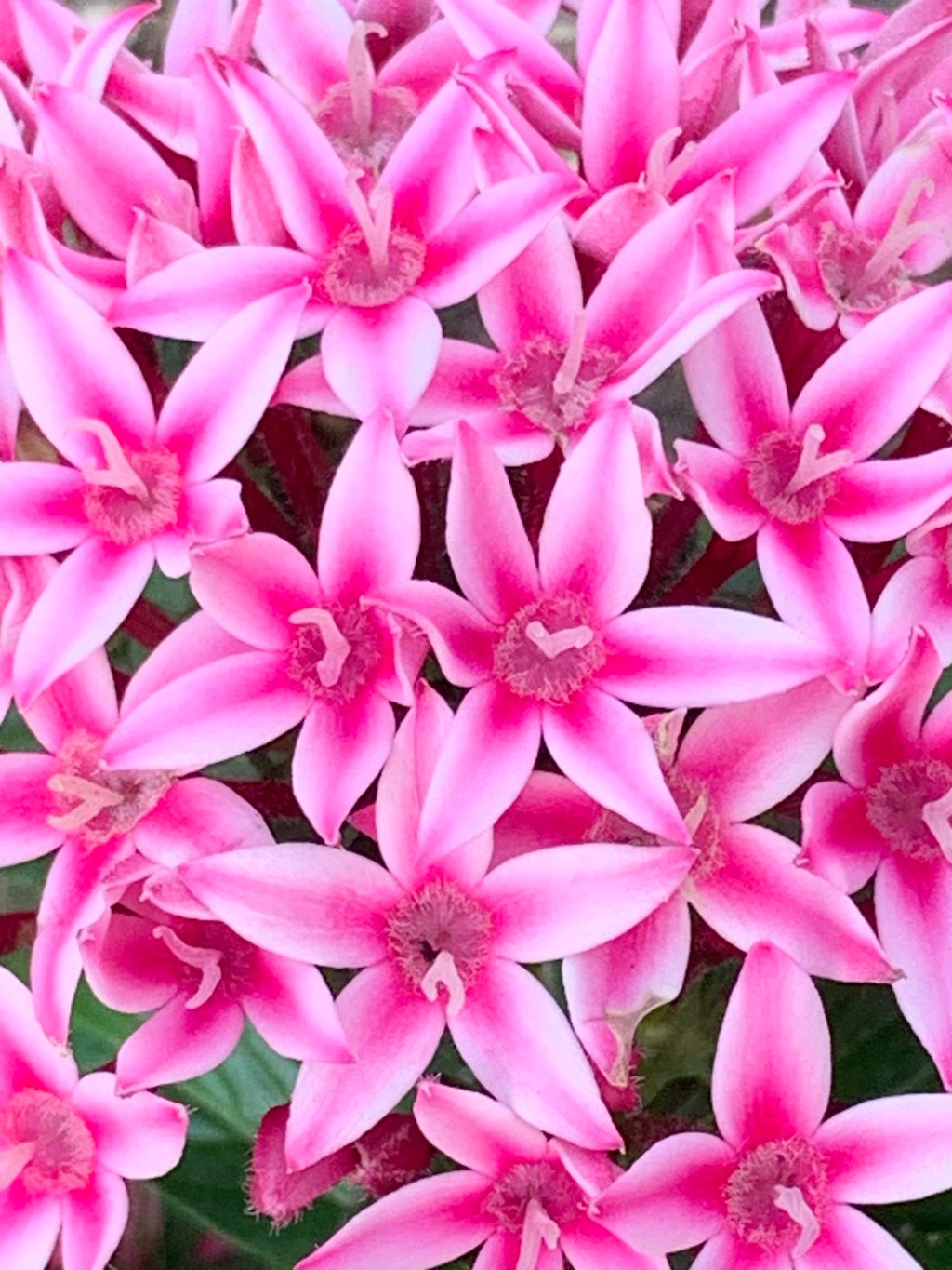 Pink Flaming Flowers
